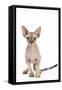 Sphinx Kitten 4 Months Old-null-Framed Stretched Canvas