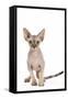 Sphinx Kitten 4 Months Old-null-Framed Stretched Canvas