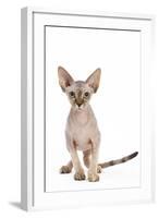 Sphinx Kitten 4 Months Old-null-Framed Photographic Print