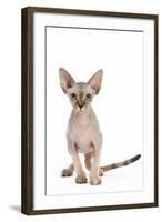 Sphinx Kitten 4 Months Old-null-Framed Photographic Print