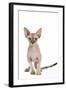 Sphinx Kitten 4 Months Old-null-Framed Photographic Print