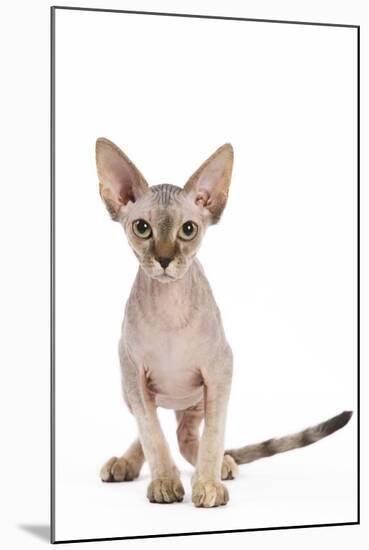 Sphinx Kitten 4 Months Old-null-Mounted Photographic Print
