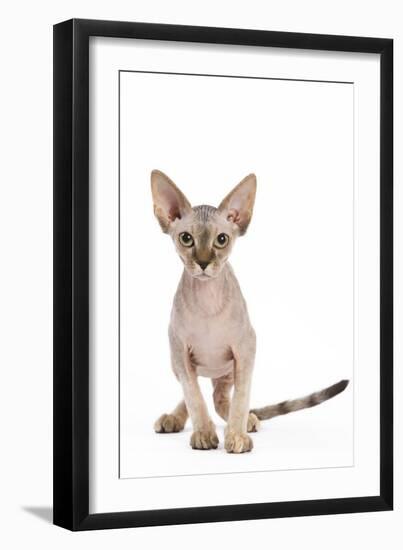 Sphinx Kitten 4 Months Old-null-Framed Photographic Print