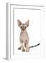 Sphinx Kitten 4 Months Old-null-Framed Photographic Print
