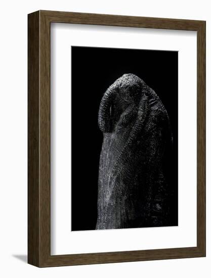 Sphinx Ligustri (Privet Hawk Moth) - Pupa-Paul Starosta-Framed Photographic Print