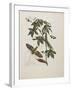 Sphinx Moth, Larva, Pupa, and Flower, 1705-1771-Maria Sibylla Graff Merian-Framed Giclee Print