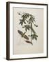 Sphinx Moth, Larva, Pupa, and Flower, 1705-1771-Maria Sibylla Graff Merian-Framed Giclee Print