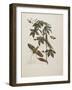 Sphinx Moth, Larva, Pupa, and Flower, 1705-1771-Maria Sibylla Graff Merian-Framed Giclee Print