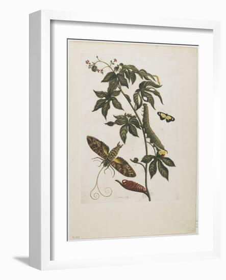 Sphinx Moth, Larva, Pupa, and Flower, 1705-1771-Maria Sibylla Graff Merian-Framed Giclee Print