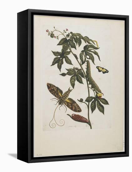 Sphinx Moth, Larva, Pupa, and Flower, 1705-1771-Maria Sibylla Graff Merian-Framed Stretched Canvas