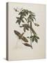 Sphinx Moth, Larva, Pupa, and Flower, 1705-1771-Maria Sibylla Graff Merian-Stretched Canvas