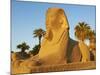 Sphinx Path, Temple of Luxor, Thebes, UNESCO World Heritage Site, Egypt, North Africa, Africa-Tuul-Mounted Photographic Print