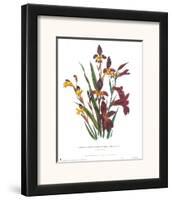 Sphoerospora Imbricata-Jane W^ Loudon-Framed Art Print