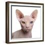 Sphynx Cat, 1 Year Old, in Front of White Background-Eric Isselee-Framed Photographic Print