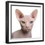 Sphynx Cat, 1 Year Old, in Front of White Background-Eric Isselee-Framed Photographic Print