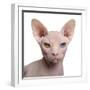 Sphynx Cat, 1 Year Old, in Front of White Background-Eric Isselee-Framed Photographic Print