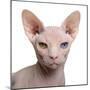 Sphynx Cat, 1 Year Old, in Front of White Background-Eric Isselee-Mounted Photographic Print