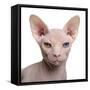 Sphynx Cat, 1 Year Old, in Front of White Background-Eric Isselee-Framed Stretched Canvas