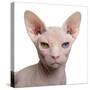 Sphynx Cat, 1 Year Old, in Front of White Background-Eric Isselee-Stretched Canvas