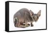 Sphynx Kitten 4 Months Old-null-Framed Stretched Canvas
