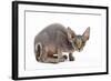 Sphynx Kitten 4 Months Old-null-Framed Photographic Print