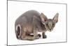 Sphynx Kitten 4 Months Old-null-Mounted Photographic Print
