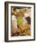 Spice Bazaar, Sultanhamet, Istanbul, Turkey, Europe-Gavin Hellier-Framed Photographic Print