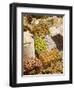 Spice Bazaar, Sultanhamet, Istanbul, Turkey, Europe-Gavin Hellier-Framed Photographic Print