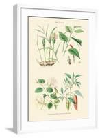 Spice Plants. Ginger, Black Pepper, Caper, Cayenne Pepper-William Rhind-Framed Art Print