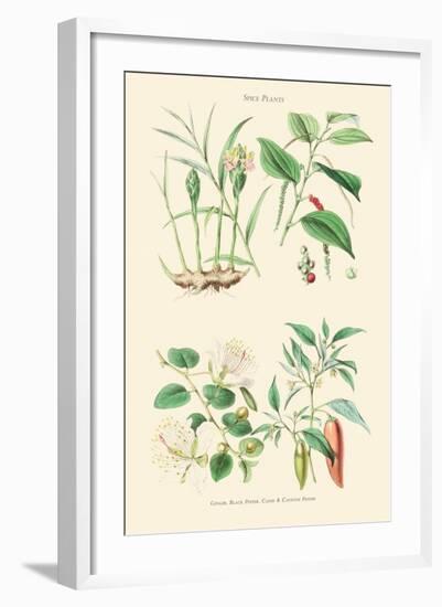 Spice Plants. Ginger, Black Pepper, Caper, Cayenne Pepper-William Rhind-Framed Art Print