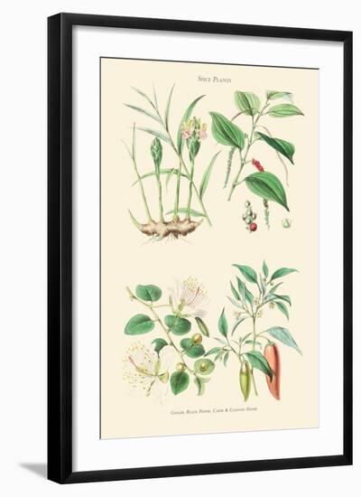 Spice Plants. Ginger, Black Pepper, Caper, Cayenne Pepper-William Rhind-Framed Art Print