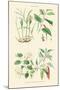 Spice Plants. Ginger, Black Pepper, Caper, Cayenne Pepper-William Rhind-Mounted Art Print
