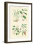 Spice Plants. Ginger, Black Pepper, Caper, Cayenne Pepper-William Rhind-Framed Art Print