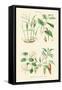 Spice Plants. Ginger, Black Pepper, Caper, Cayenne Pepper-William Rhind-Framed Stretched Canvas