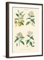 Spice Plants. Nutmeg, Cinnamon, Clove, Allspice or Pimento-William Rhind-Framed Art Print