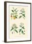 Spice Plants. Nutmeg, Cinnamon, Clove, Allspice or Pimento-William Rhind-Framed Art Print