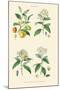 Spice Plants. Nutmeg, Cinnamon, Clove, Allspice or Pimento-William Rhind-Mounted Art Print
