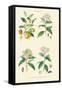 Spice Plants. Nutmeg, Cinnamon, Clove, Allspice or Pimento-William Rhind-Framed Stretched Canvas