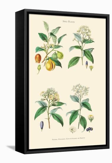 Spice Plants. Nutmeg, Cinnamon, Clove, Allspice or Pimento-William Rhind-Framed Stretched Canvas