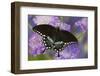 Spicebush Swallowtail Butterfly-Darrell Gulin-Framed Photographic Print