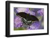 Spicebush Swallowtail Butterfly-Darrell Gulin-Framed Photographic Print