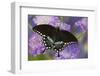 Spicebush Swallowtail Butterfly-Darrell Gulin-Framed Photographic Print