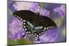 Spicebush Swallowtail Butterfly-Darrell Gulin-Mounted Photographic Print