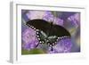 Spicebush Swallowtail Butterfly-Darrell Gulin-Framed Photographic Print