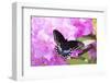Spicebush Swallowtail Butterfly-null-Framed Photographic Print