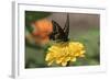 Spicebush Swallowtail Butterfly-null-Framed Photographic Print