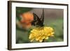 Spicebush Swallowtail Butterfly-null-Framed Photographic Print