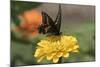 Spicebush Swallowtail Butterfly-null-Mounted Photographic Print