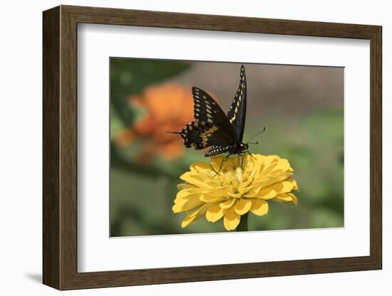 Spicebush Swallowtail Butterfly-null-Framed Photographic Print