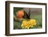 Spicebush Swallowtail Butterfly-null-Framed Photographic Print